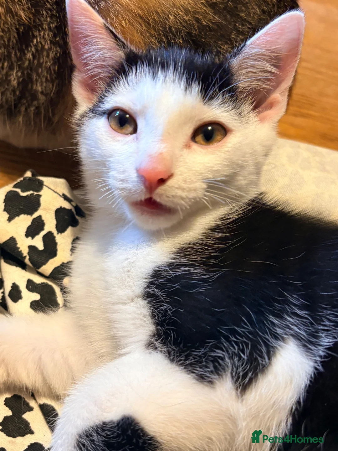 Domestic Shorthair cats for sale: STILL AVAILABLE- 2 black and white kittens  - Advert 2