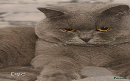 British Shorthair cats for sale: 🐾 Blue British Shorthair Kittens  🐾 - Image 13