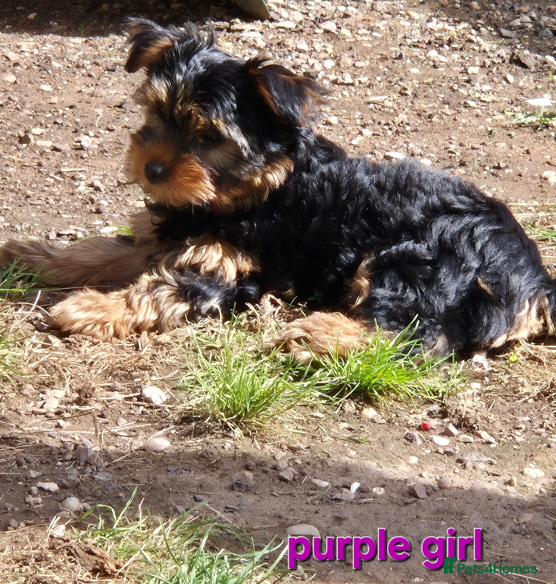 Yorkshire Terrier dogs 🐾 Beautiful Yorkshire Terrier Girls - Advert 2