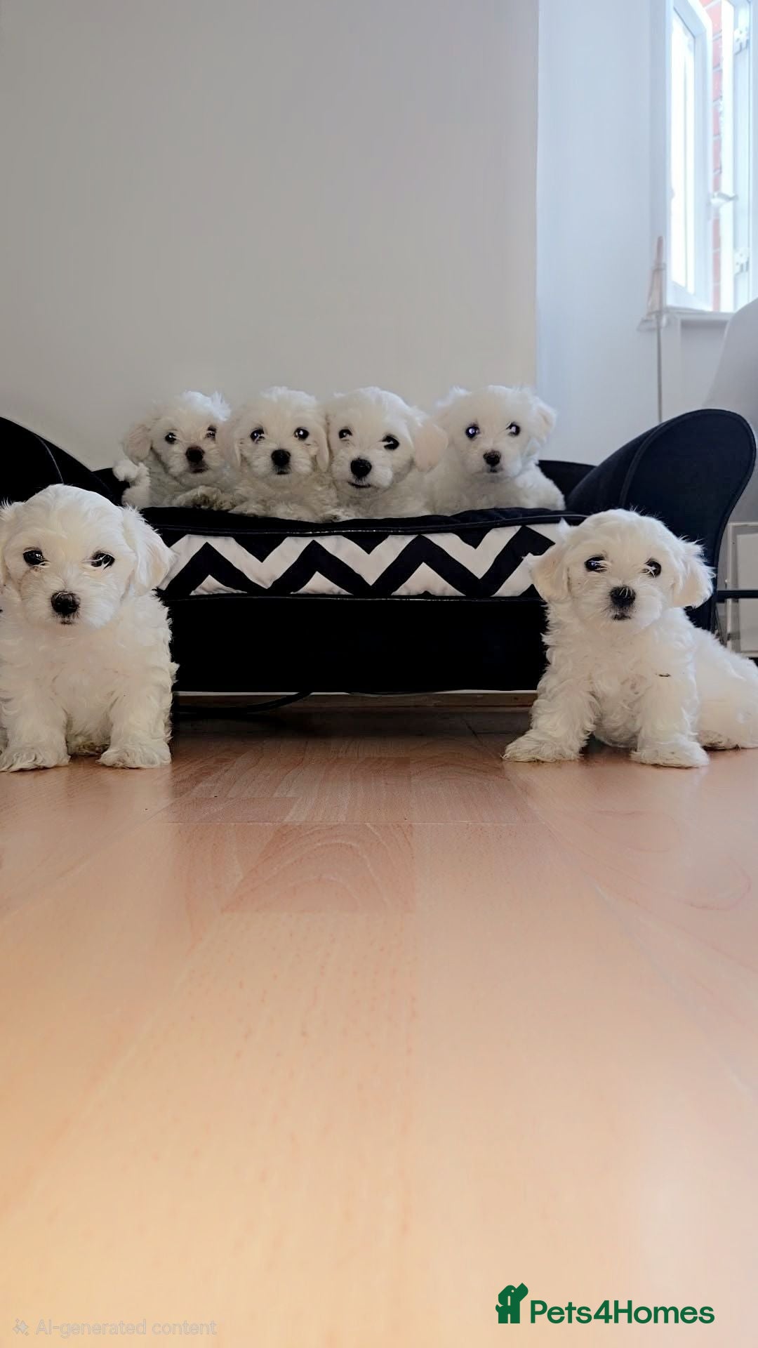 Maltese dogs for sale: Beautiful pure Maltese puppies  - Advert 1