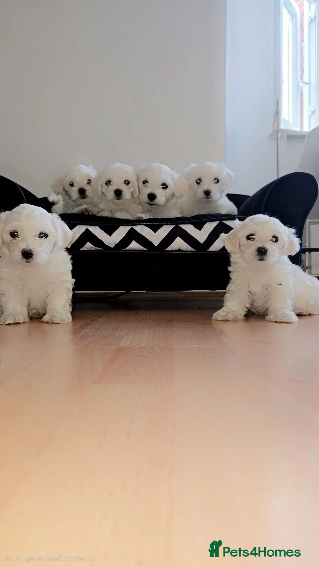 Maltese dogs for sale: Beautiful pure Maltese puppies  - Advert 1