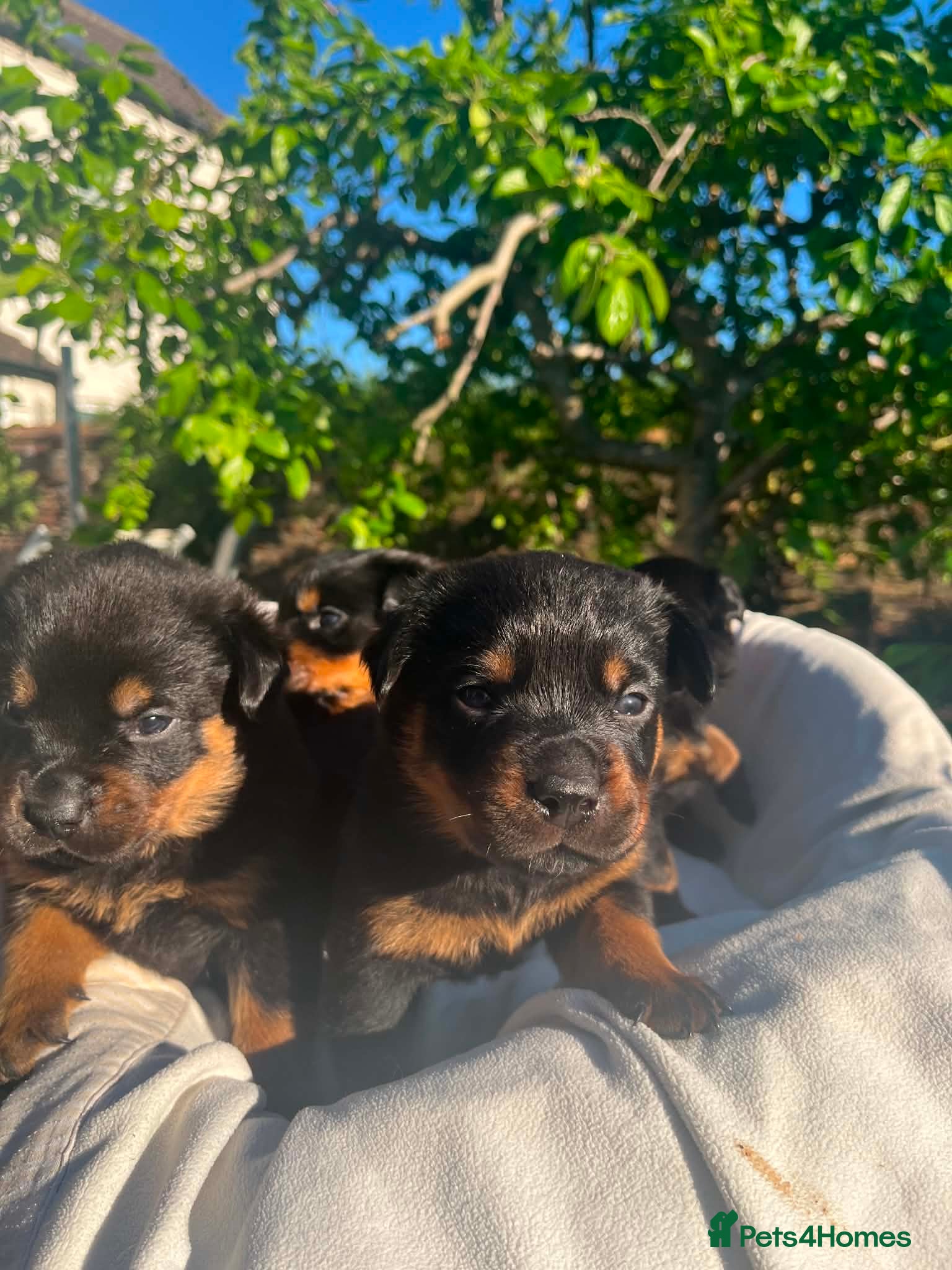 Rottweiler dogs 8 Stunning Rottweiler puppies  - Advert 13