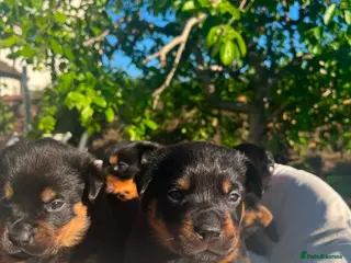 Rottweiler dogs 8 Stunning Rottweiler puppies - Advert 4