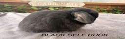 Mini Lop rabbits for sale: BEAUTIFUL Mini lops  - Advert 8