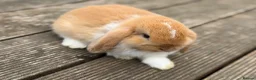 Mini Lop rabbits for sale: Three cute mini lops. - Advert 6