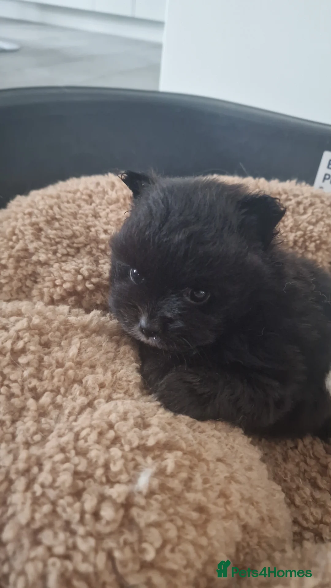 Mixed Breed dogs for sale: 3/4 Pomeranian x 1/4 pekingnese boys only left - Advert 18