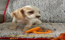 Cocker Spaniel dogs for sale: Health tested small cocker spaniels  - Image 3