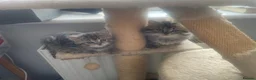 Persian cats for sale: Beautiful Persian X kittens for sale  - Advert 6