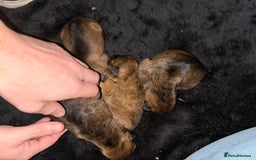 Mixed Breed dogs for sale: Beautiful Rottweiler x bullmastiff puppies - Image 3