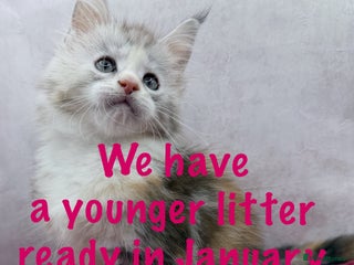 Maine Coon cats Maine Coons with Tests, Papers & Vet Checks - Advert 13