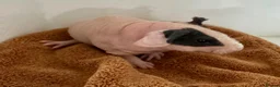 Guinea Pig rodents for sale: Beautiful Skinny Guinea Pig Sows  - Advert 4