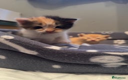 Mixed Breed cats for sale: Kittens for sale  - Image 7