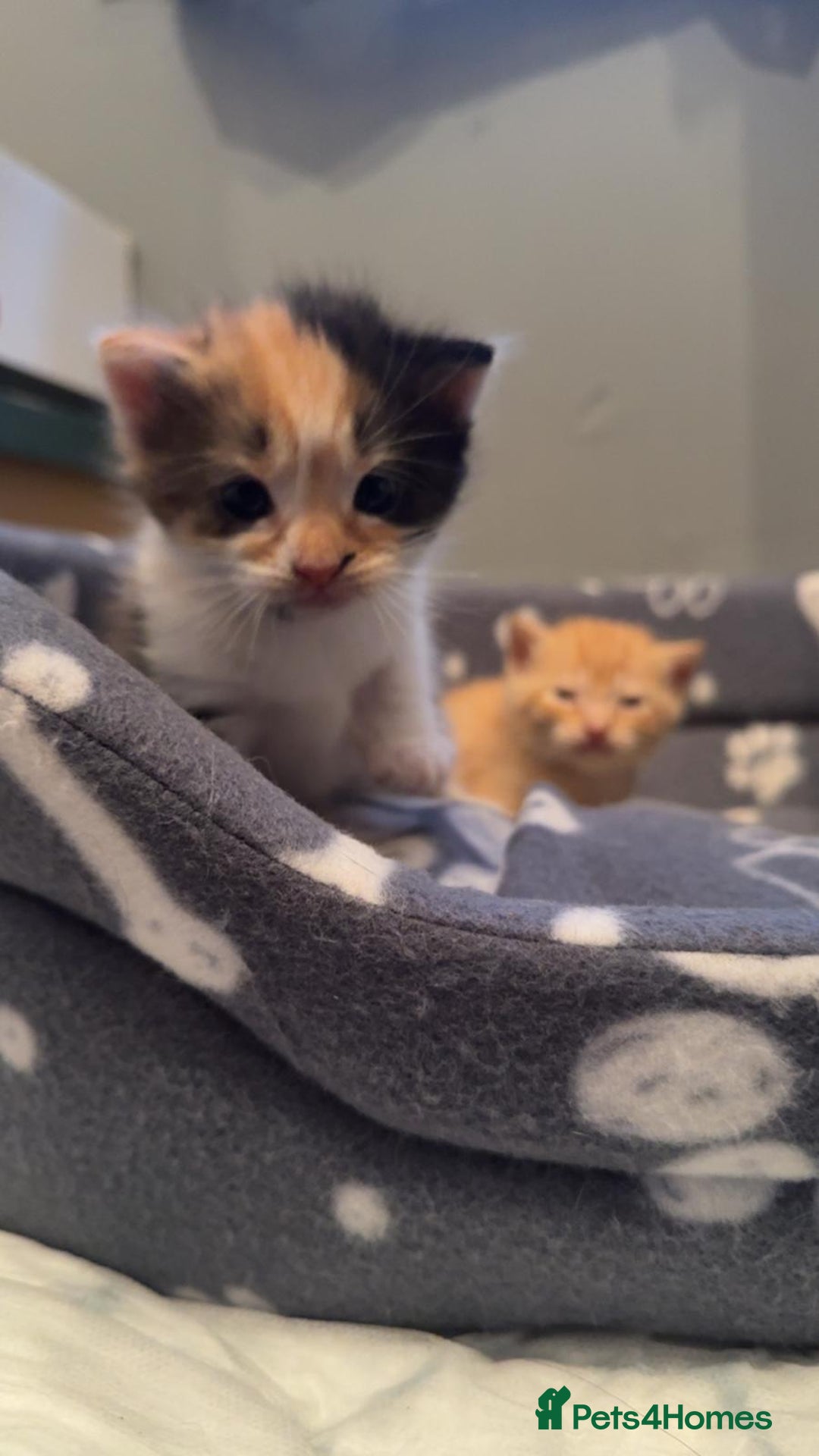 Mixed Breed cats for sale: Kittens for sale  - Image 7