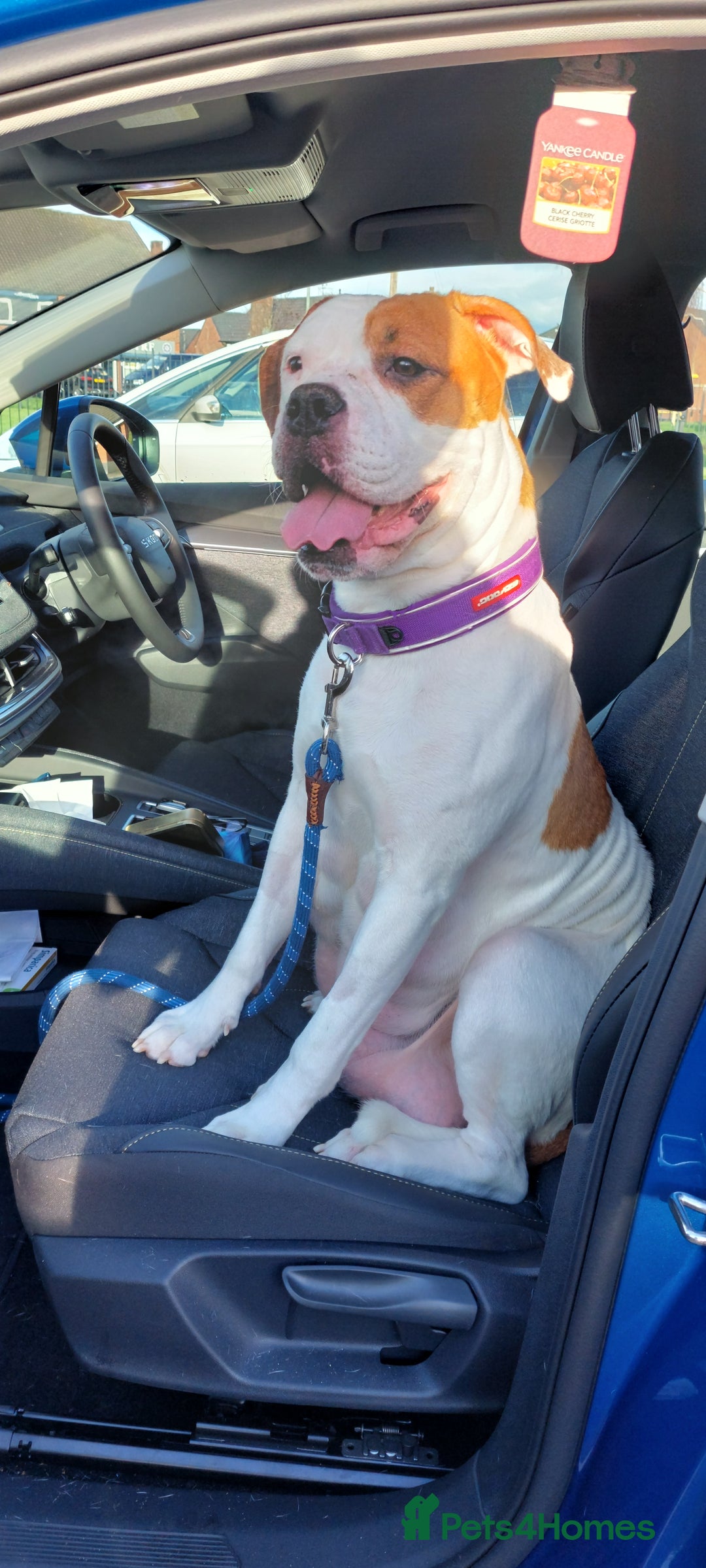 Mixed Breed dogs for sale: Cane Corso cross American bulldog puppy - Advert 3