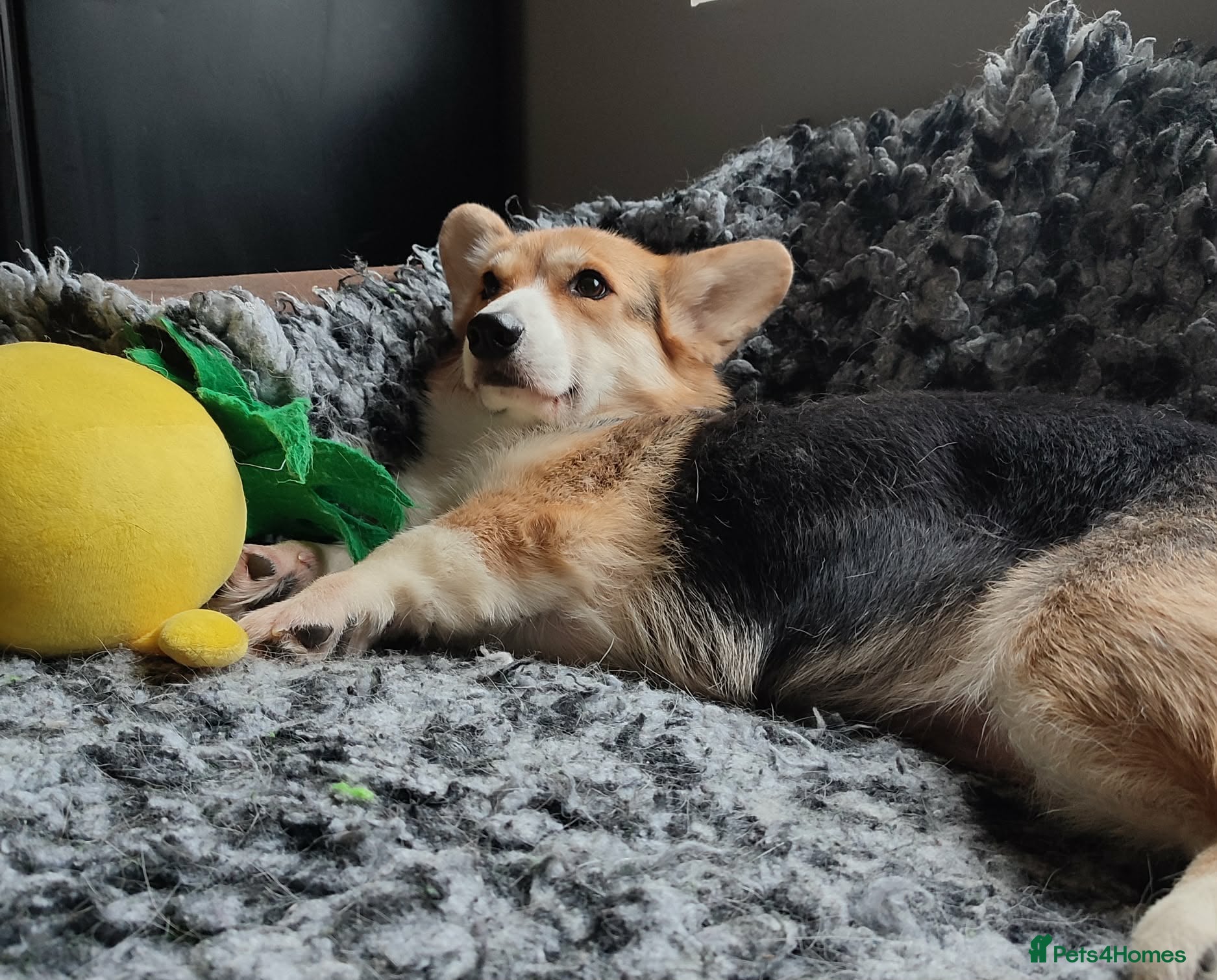 Welsh Corgi Pembroke dogs Welsh Corgi (Pembroke) - Advert 7