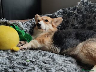 Welsh Corgi Pembroke dogs Welsh Corgi (Pembroke) - Advert 17