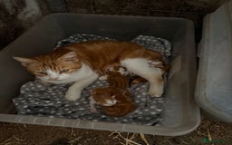 Mixed Breed cats for sale: 2 kittens Ready now! - Image 5