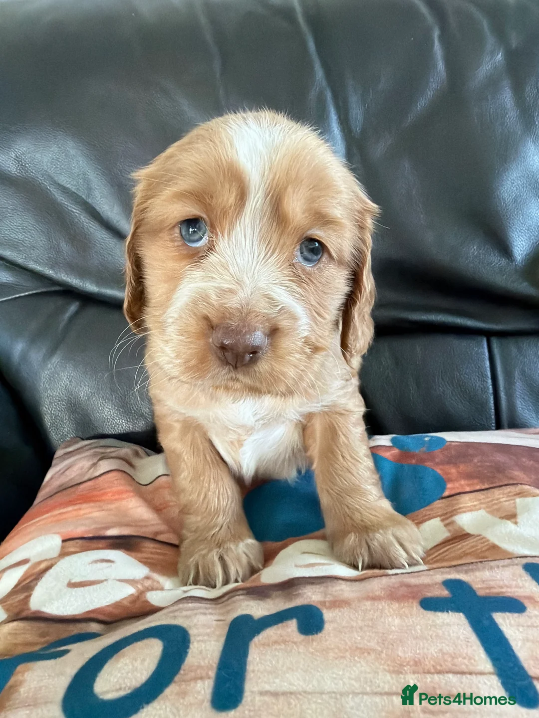 Cocker Spaniel dogs for sale: Beautiful Cocker Spaniel Puppies – Ready Mid April in Bideford - Advert 10