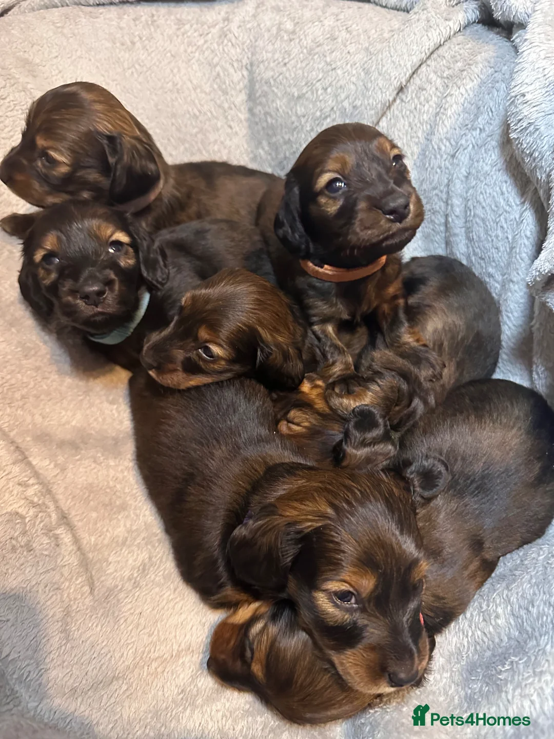 Miniature Dachshund dogs for sale: Beautiful Shaded Red Dachshund Puppies for Sale 🐶 - Advert 2