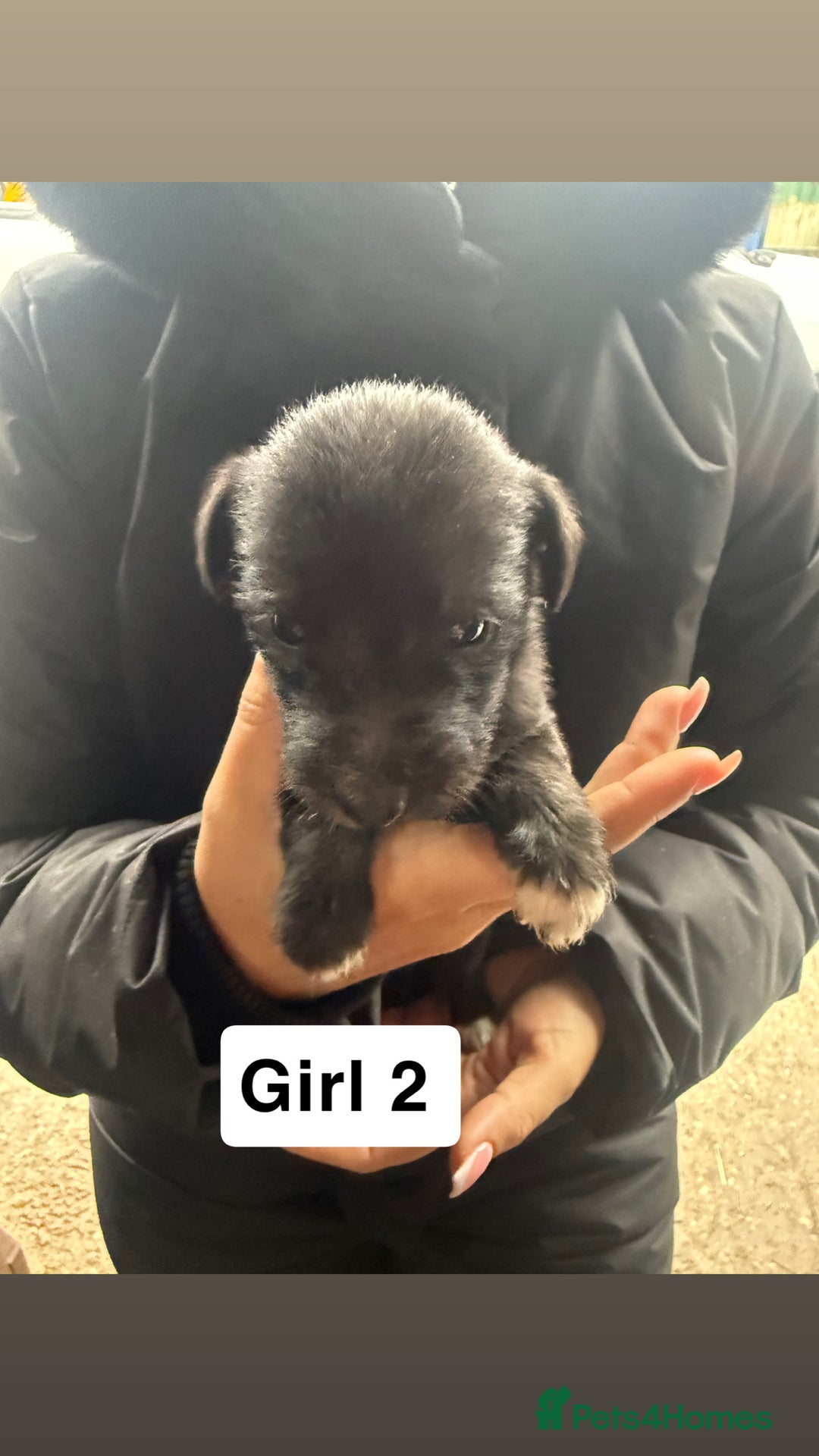 Whippet dogs for sale: Bedlington whippet puppies  - Advert 8