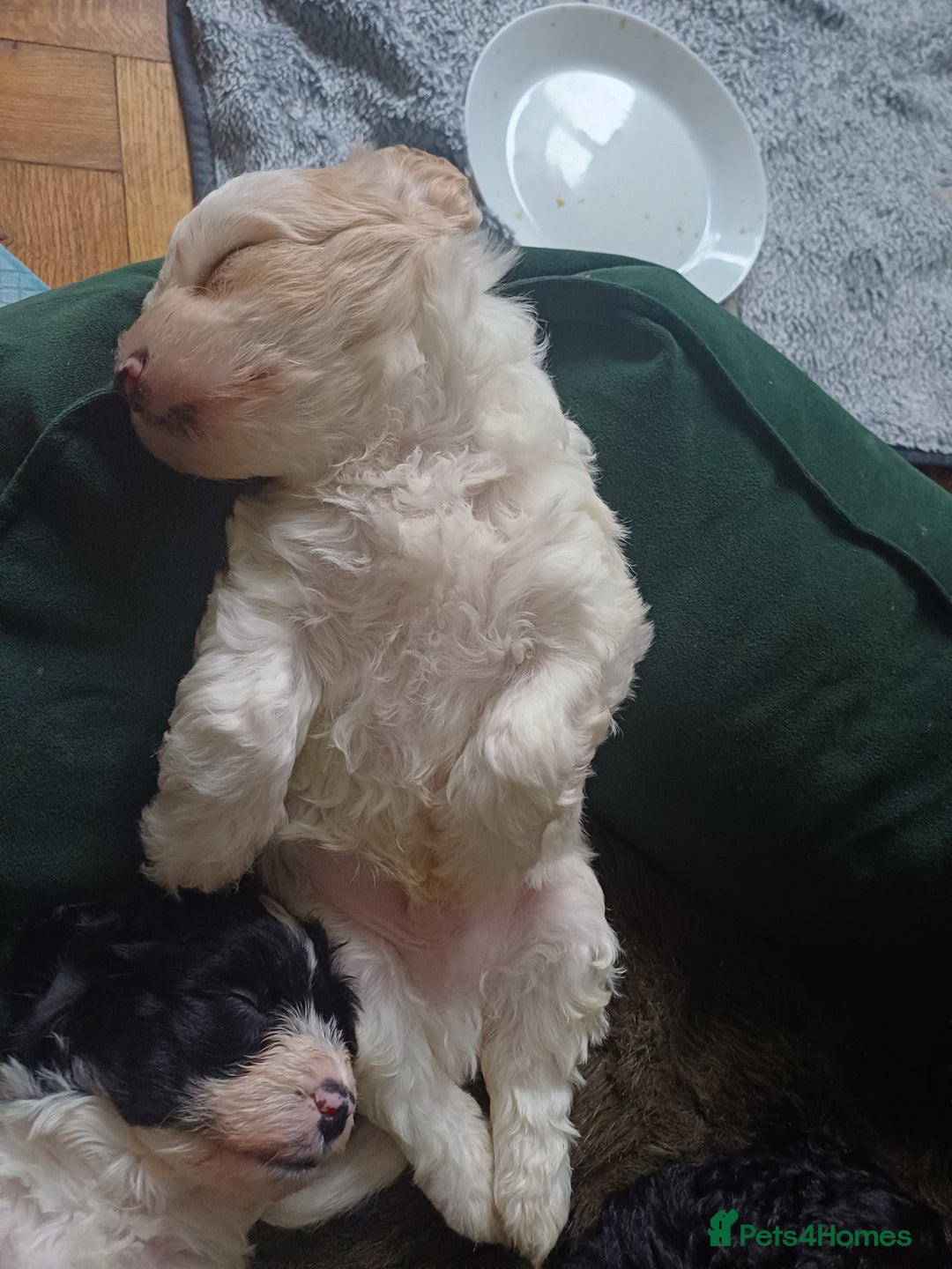 Mixed Breed dogs for sale: Cavapoo puppies available before  **   - Advert 2