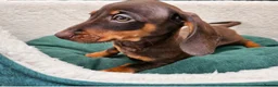 Dachshund dogs for sale: Super sweet Dachshund puppies - Advert 6