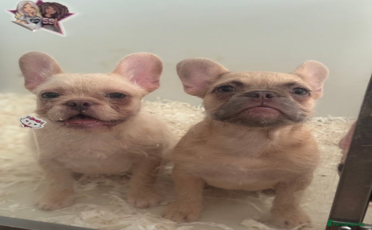 French Bulldog dogs - Advert 4