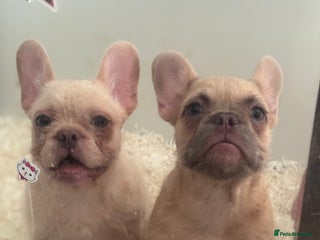 French Bulldog dogs - Advert 9