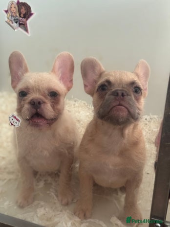 French Bulldog dogs - Advert 4