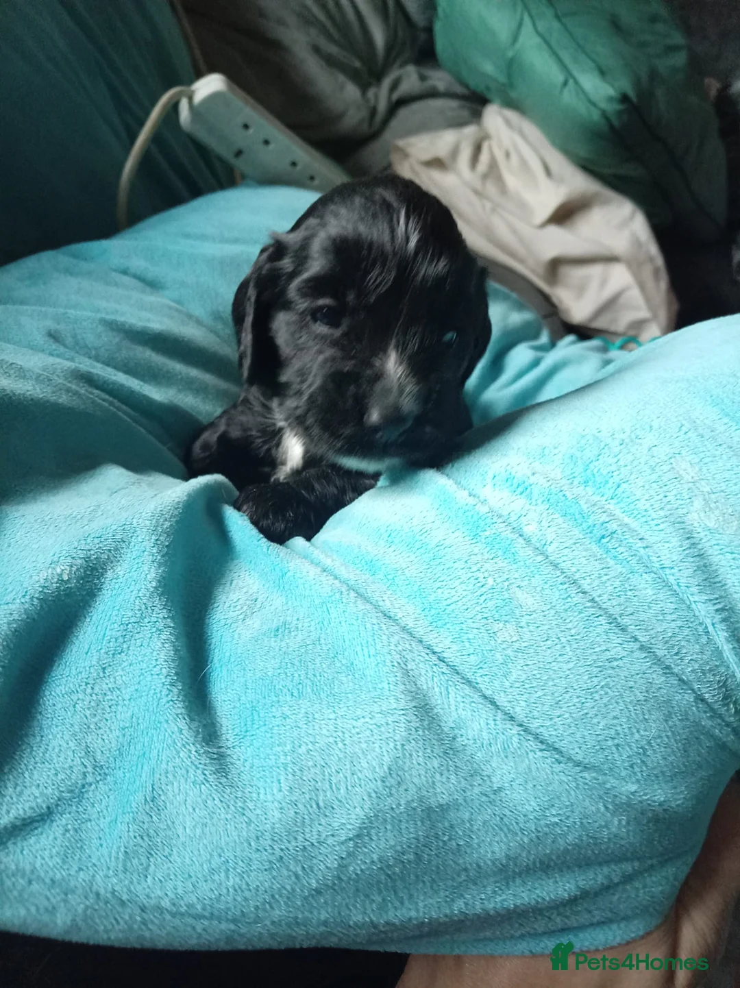 Cocker Spaniel dogs for sale: Cocker spaniel puppies due  - Advert 2