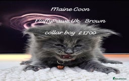 Maine Coon cats for sale: Maine Coons FluffyPaws.Uk  - Image 6