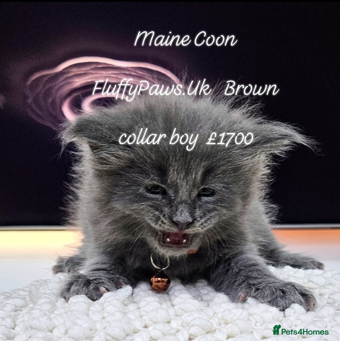 Maine Coon cats for sale: Maine Coons FluffyPaws.Uk  - Image 6