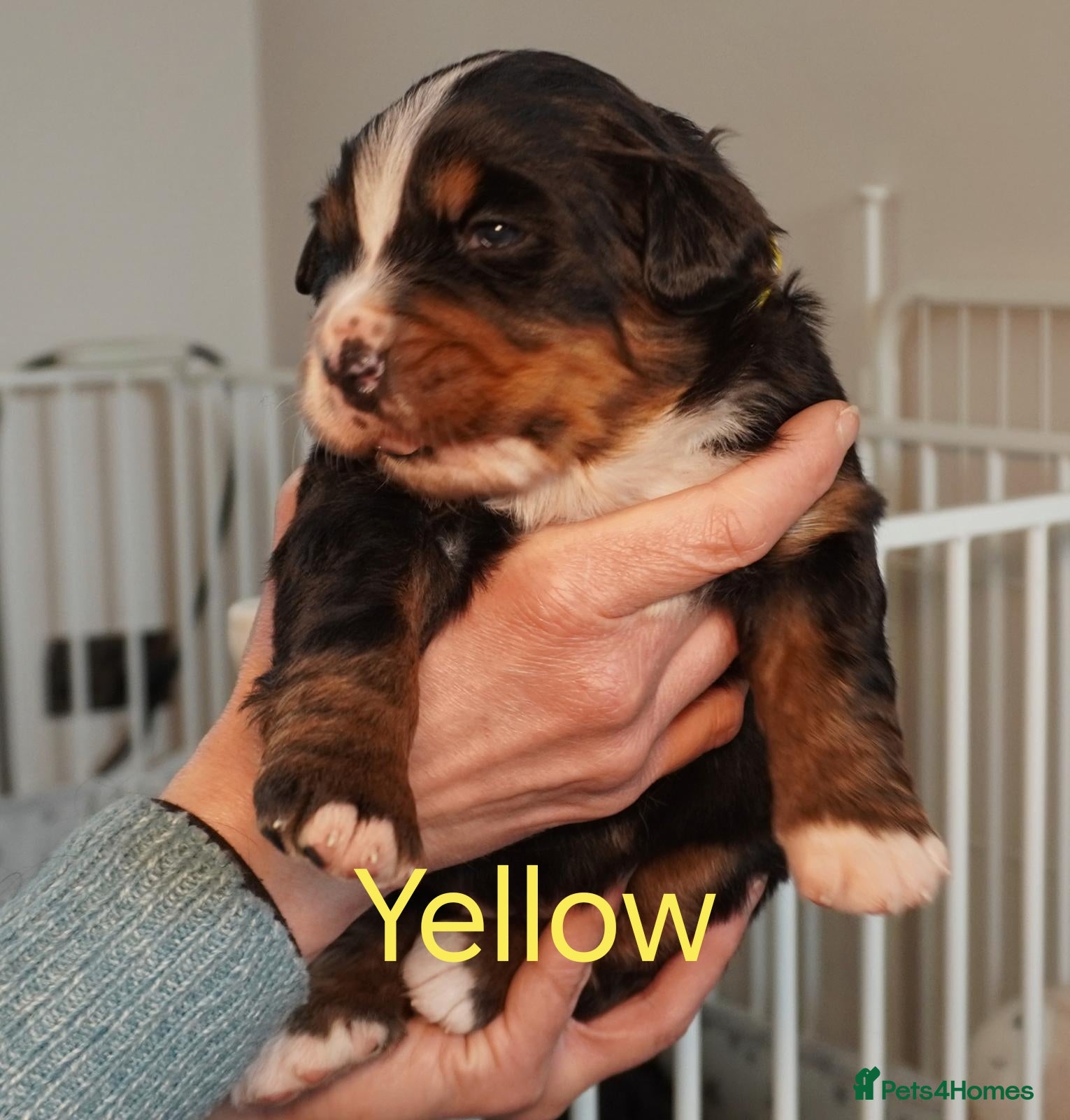 Bernese Mountain Dog dogs KC Registered Bernese Mountain Dog Puppies - Advert 2