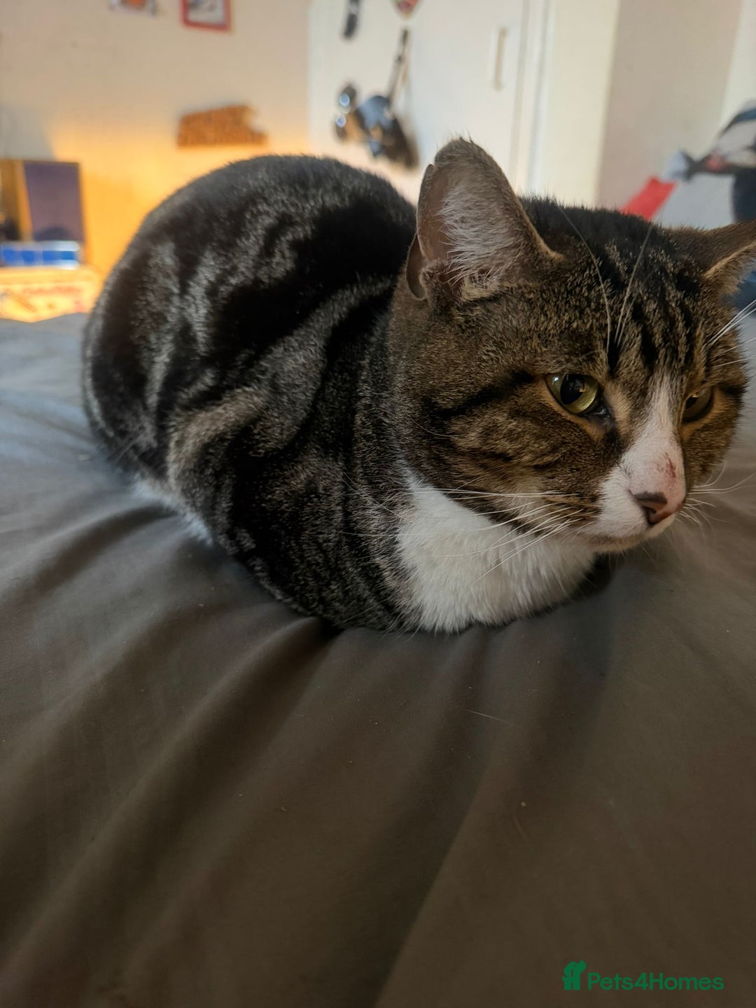 British Shorthair cats for sale: Free Lovely male British shorthair Free - Advert 4