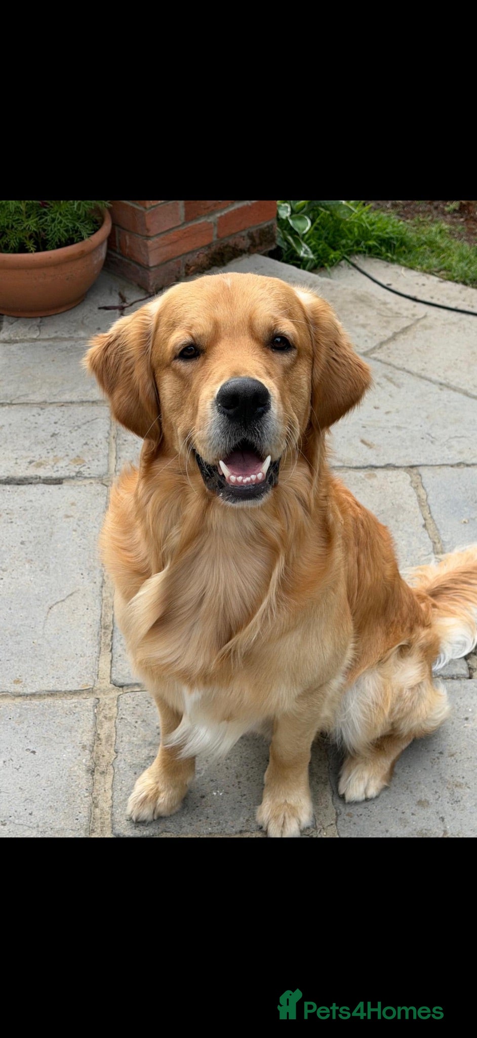 Golden Retriever dogs Gorgeous golden retriever available for stud! - Advert 1