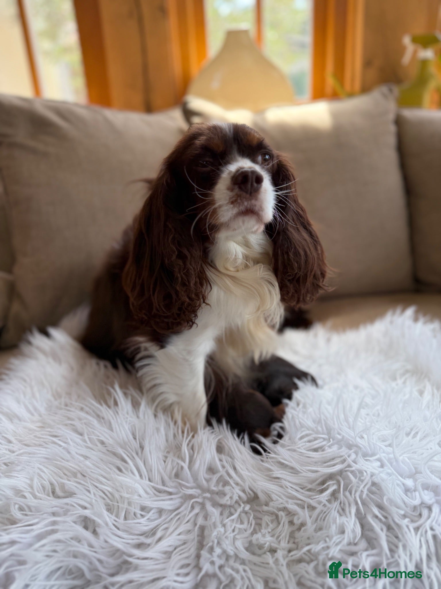 Cavalier King Charles Spaniel dogs Chocolate and Tan Exst heKth texted puppies  - Advert 5