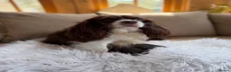 Cavalier King Charles Spaniel dogs for sale: Chocolate and Tan Exst heKth texted puppies  - Advert 1