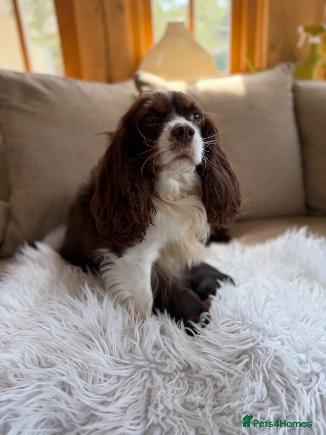 Cavalier King Charles Spaniel dogs for sale: Chocolate and Tan Exst heKth texted puppies  - Advert 1