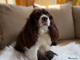 Cavalier King Charles Spaniel dogs Chocolate and Tan Exst heKth texted puppies - Advert 3