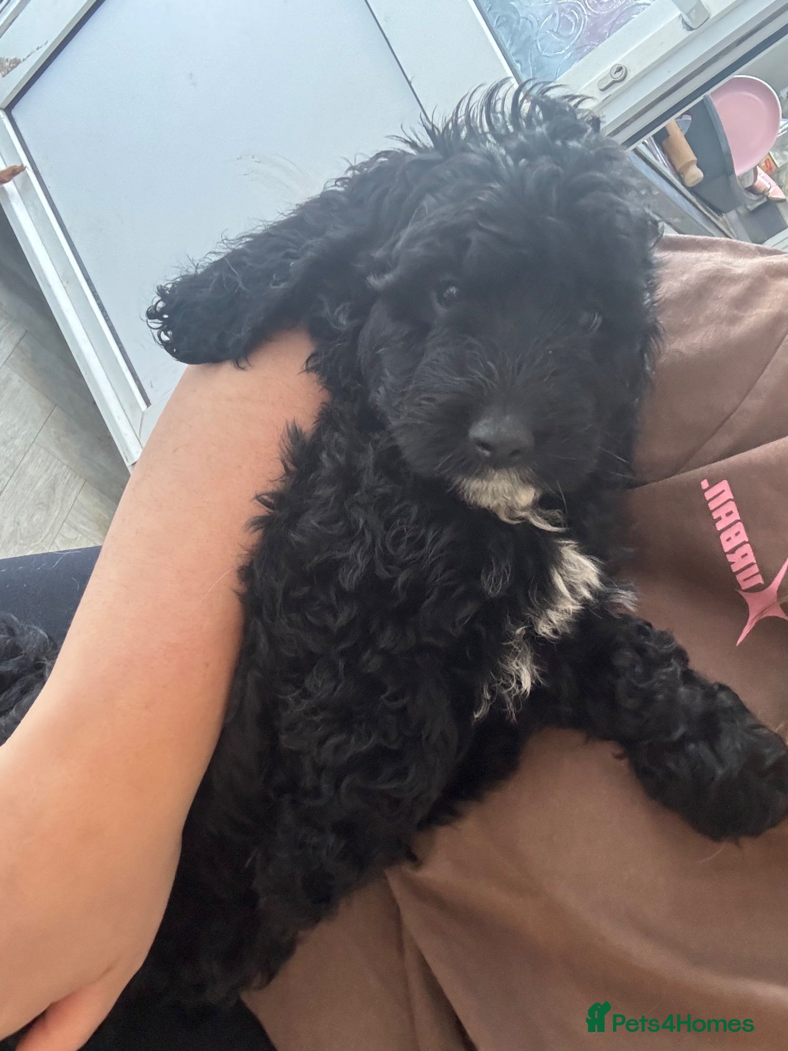 Cockapoo dogs ✨ TWO LEFT ✨F1 Cockapoo puppies 🩷🩵 - Advert 2