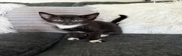 Mixed Breed cats for sale: Tuxedo kittens - 1 male 1 female  - Advert 3