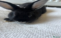 Netherland Dwarf rabbits for sale: Female netherland dwarf x mini lop for sale  in Huddersfield - Image 3