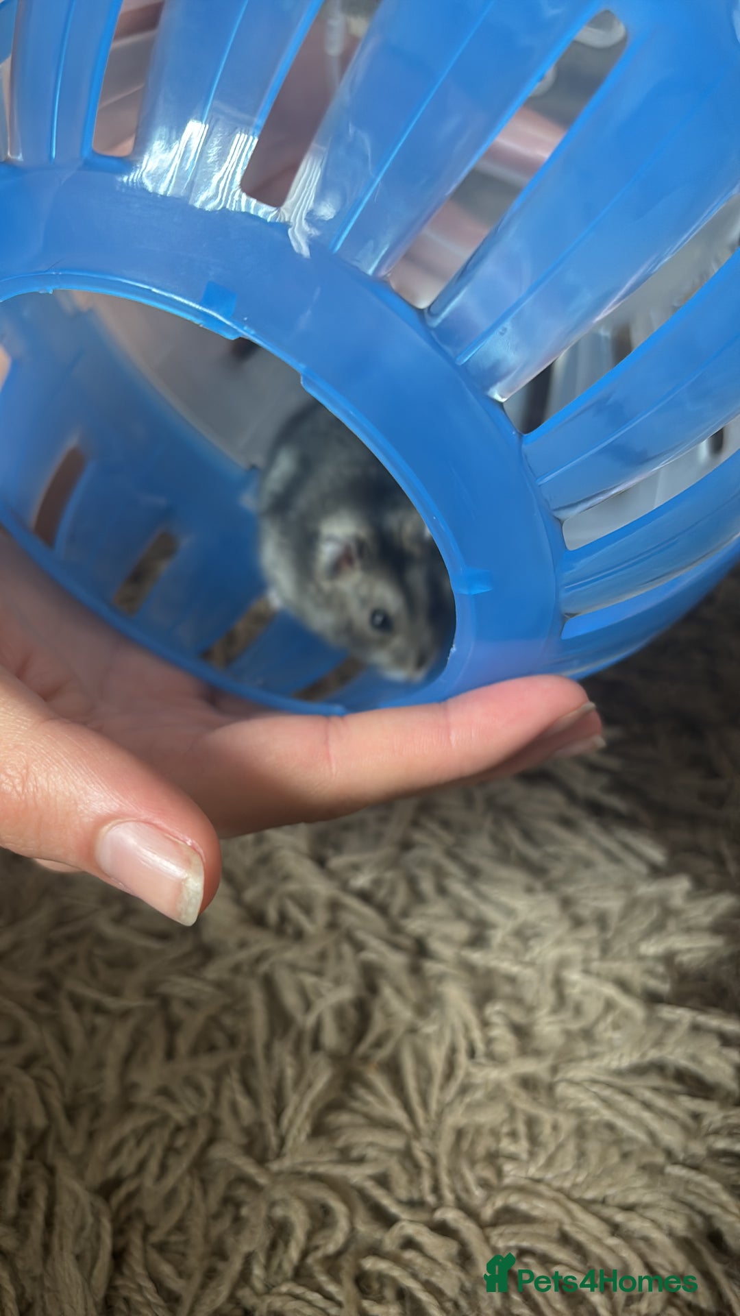 Hamster rodents for sale: Russian Dwarf Hamster (including cage,etc) - Image 8