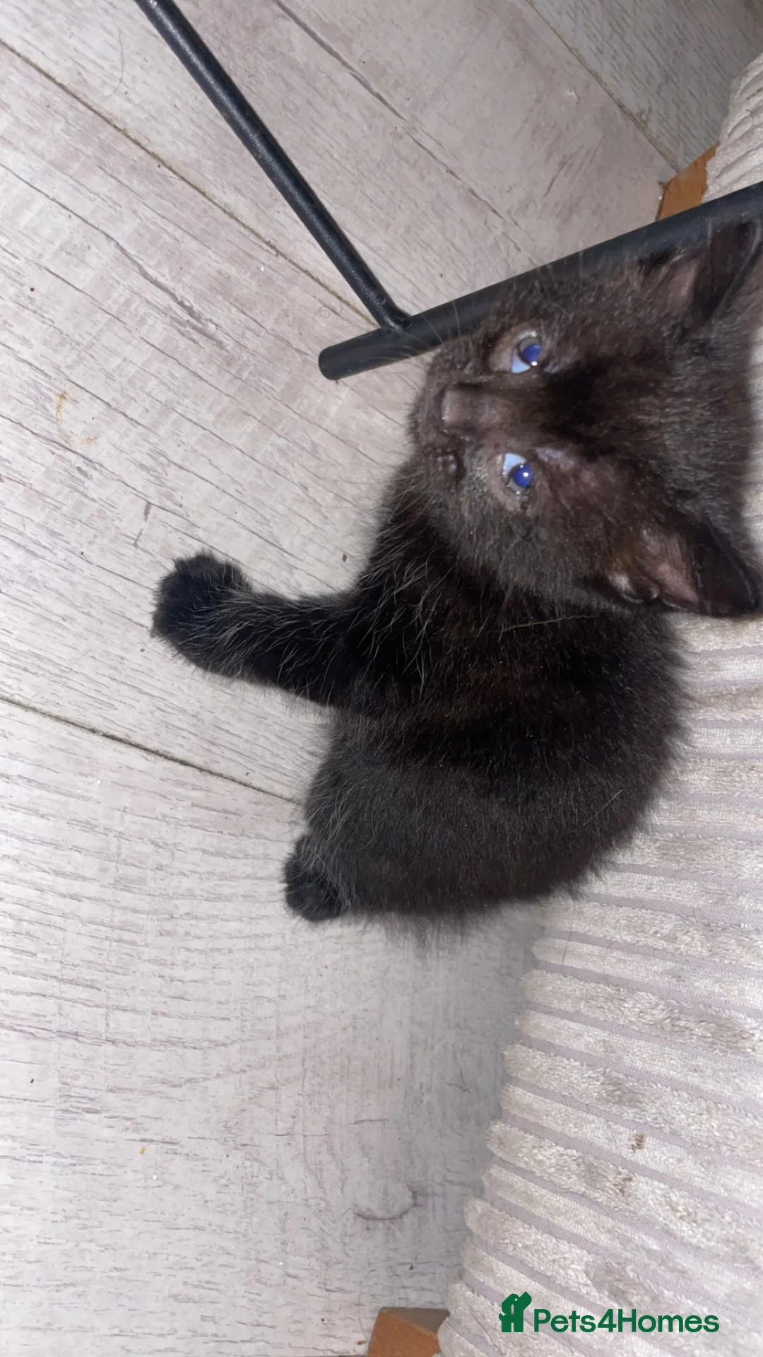 Mixed Breed cats for sale: 2 mixed breed kittens  - Advert 3
