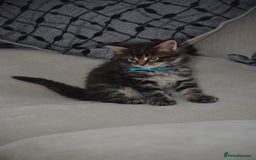 Maine Coon cats for sale: Maine Coon kittens World Champion bloodline ❤️ - Image 4
