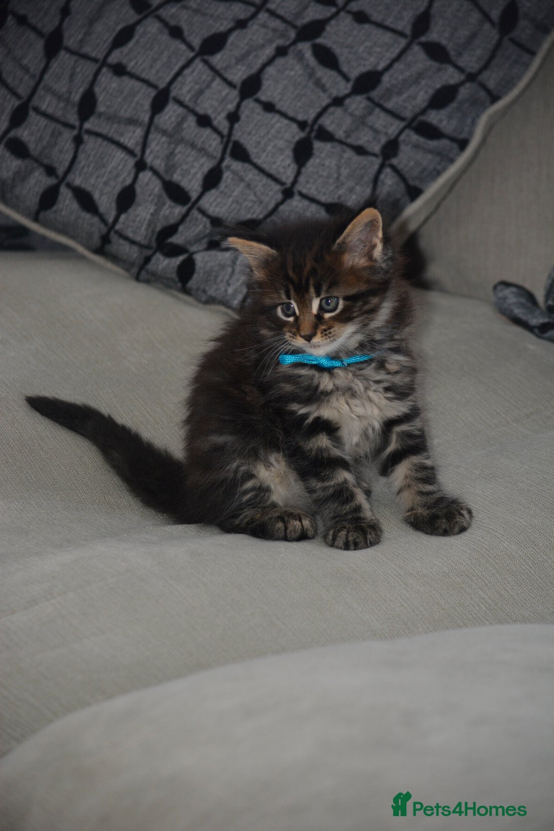 Maine Coon cats for sale: Maine Coon kittens World Champion bloodline ❤️ - Image 4