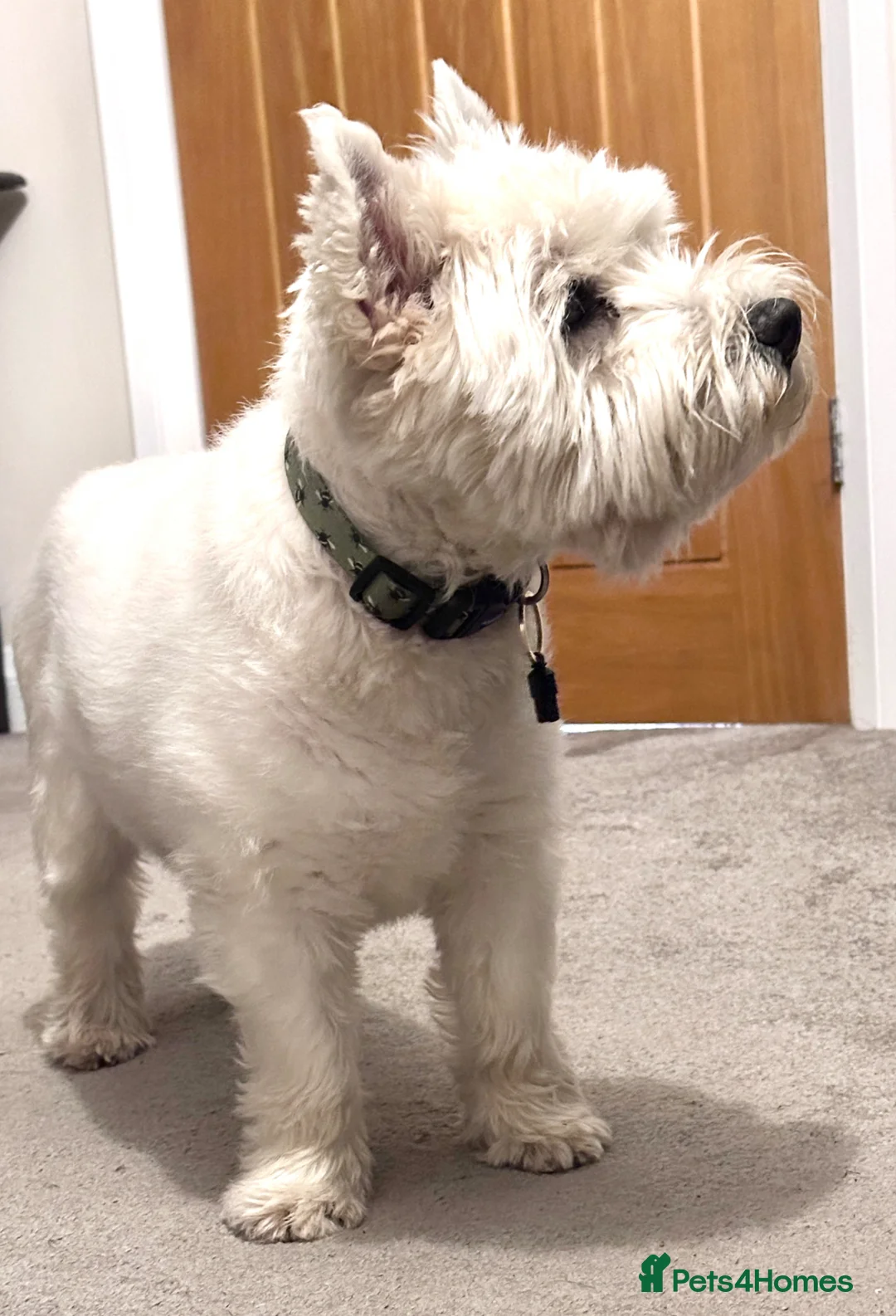 West Highland Terrier dogs for sale: Orphaned white Westie seeks loving Home - Advert 3