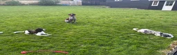 Cockapoo dogs for sale: Loving Home Wanted for Monty – 20 Month Cockapoo - Advert 4