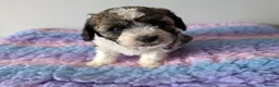 Cavapoo dogs for sale: F1B Cavapoo Puppies for Sale 🐶 3 Boys Left!!  - Advert 26
