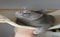 British Shorthair cats for sale: GCCF reg kittens looking for loving homes  - Image 13